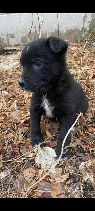 Звоночки ищут дом! Мальчик и девочка.