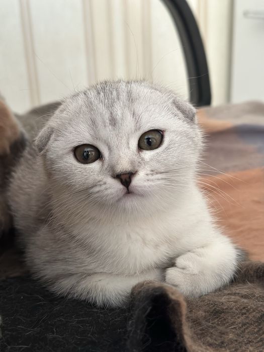 Продается котенок скотиш фолд