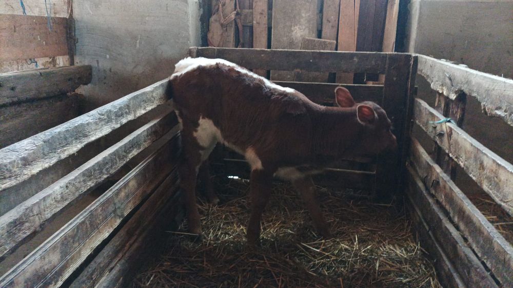 Vitea baltata de 2 saptamani