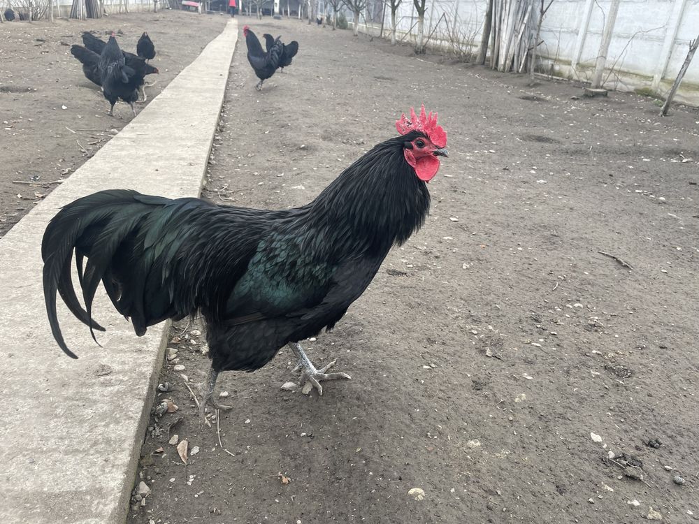 Vand oua de incubat Australorp negru