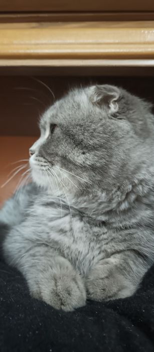 Skottish fold sotiladi erkak