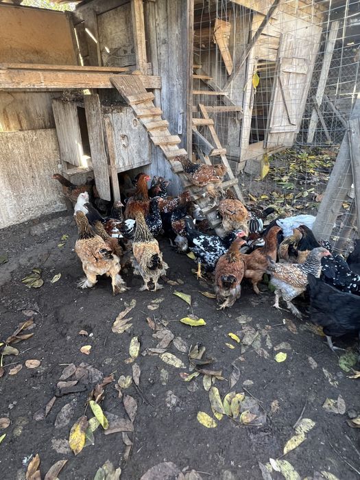 Pui de casa de vanzare