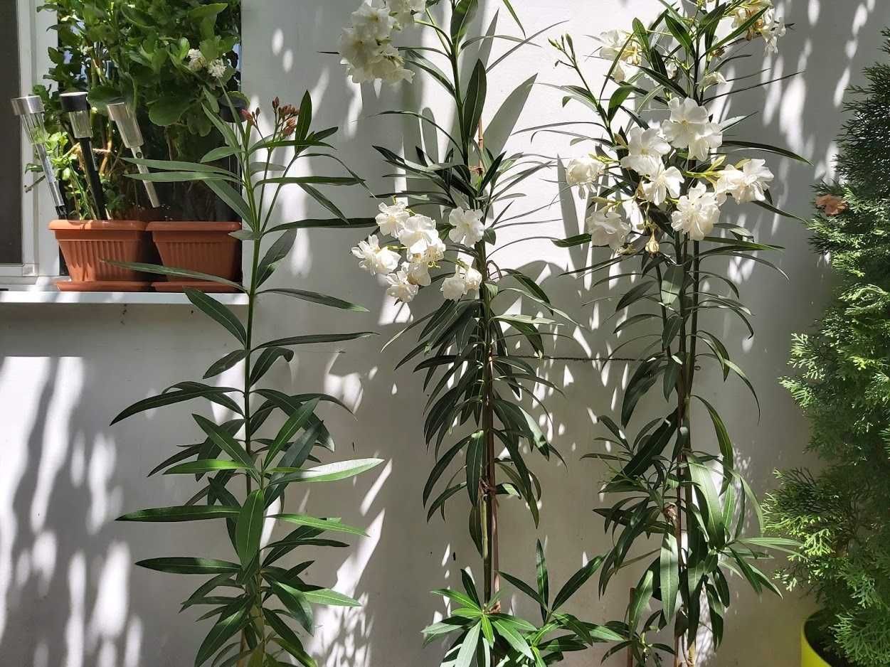 Leandru alb 150 - 170 cm Cu Floarea Albă