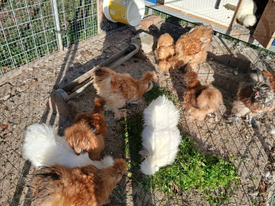 Копринки петлета