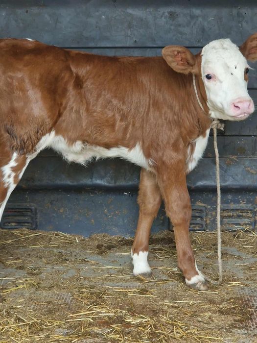 Vitica de 3 săptămânii din mama bună de lapte