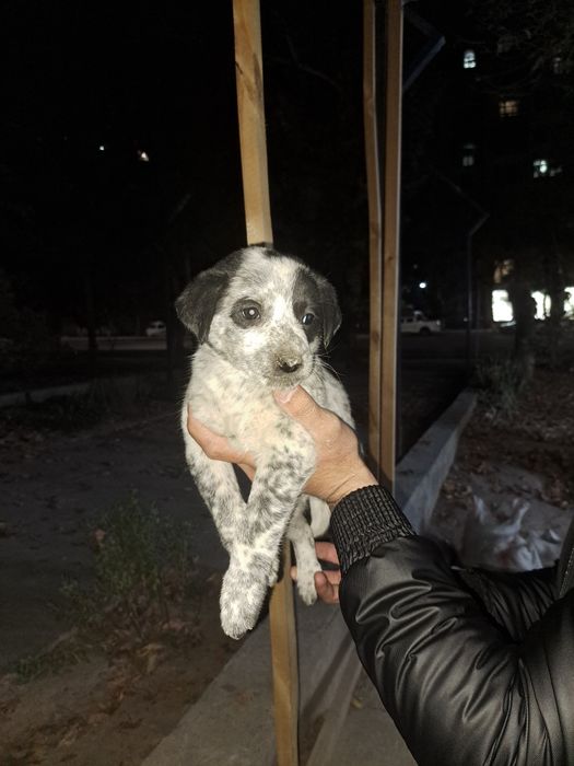 Сабака малчики 9 та