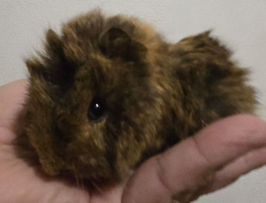 Porcusori de guineea