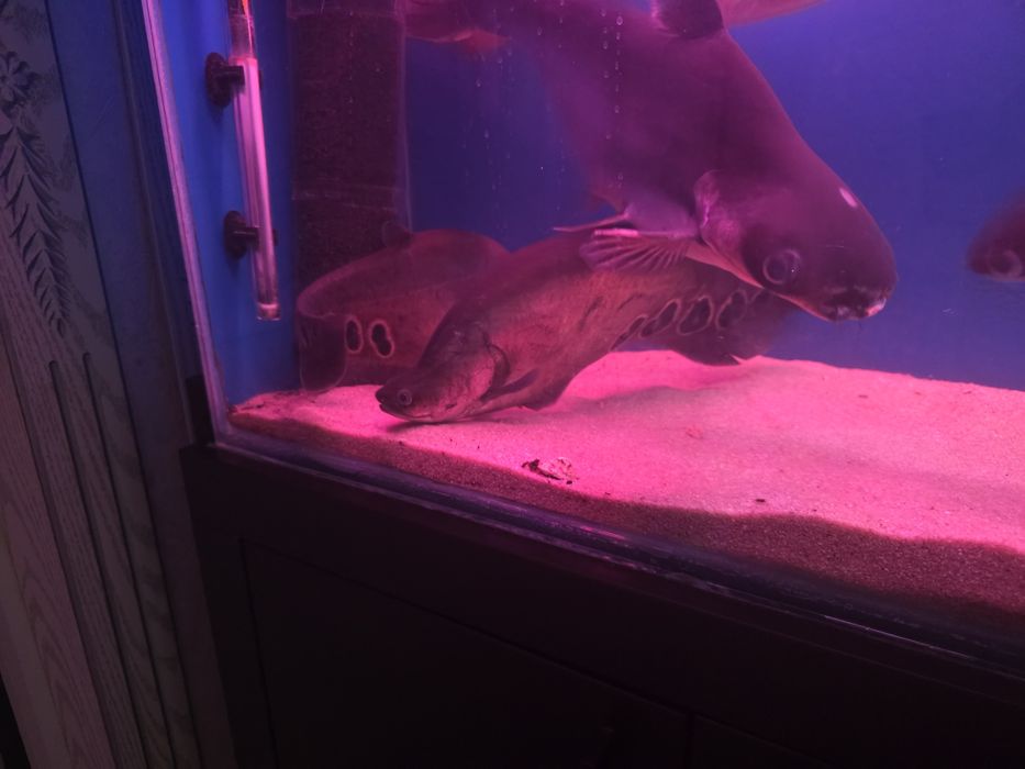 Akula va noj baliqlar sotiladi