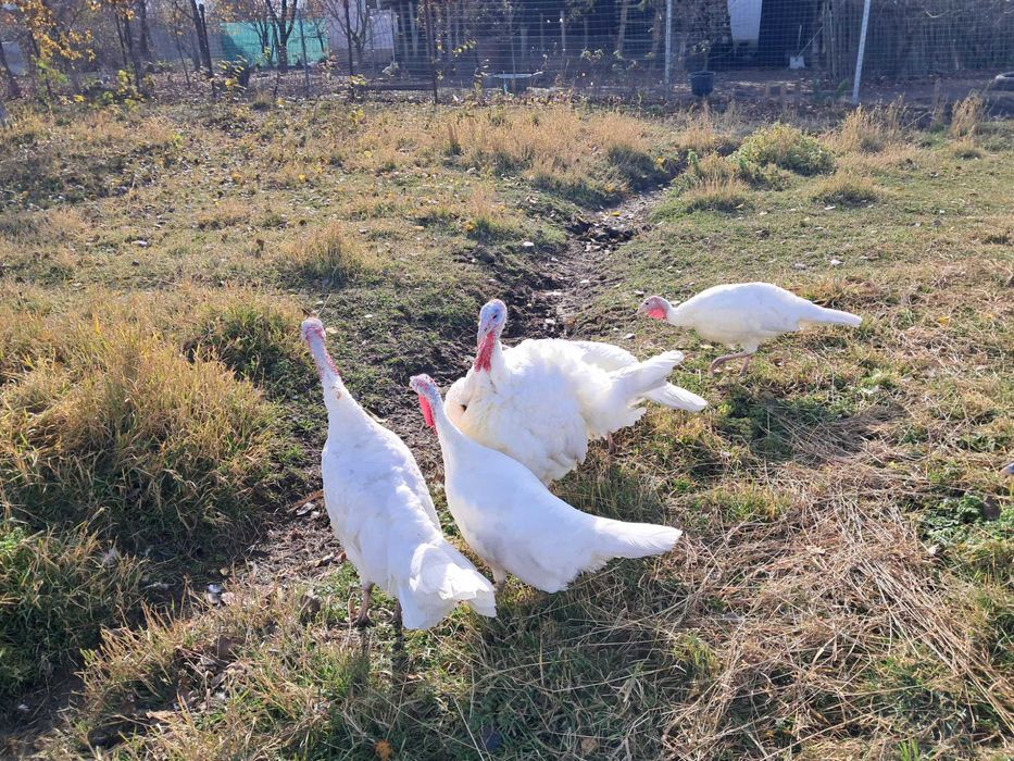 Curci și curcani românești, de anul acesta