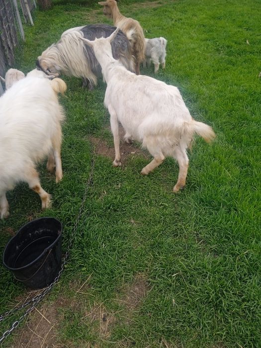 Vând capre, iezi si țapi pentru prasala,tăiat,de Paste