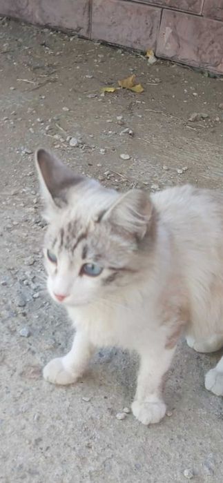 Отдам в добрые руки котика, мальчик