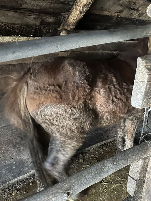 Продам откормленного тая