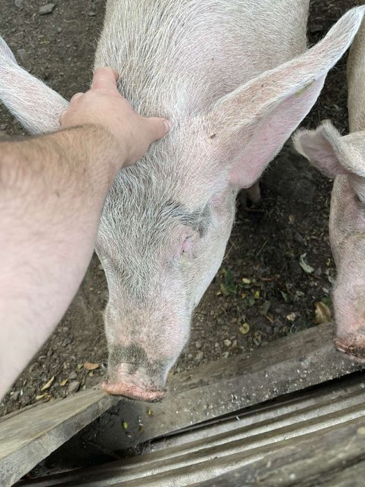 Угоено прасе (около 220 кг)