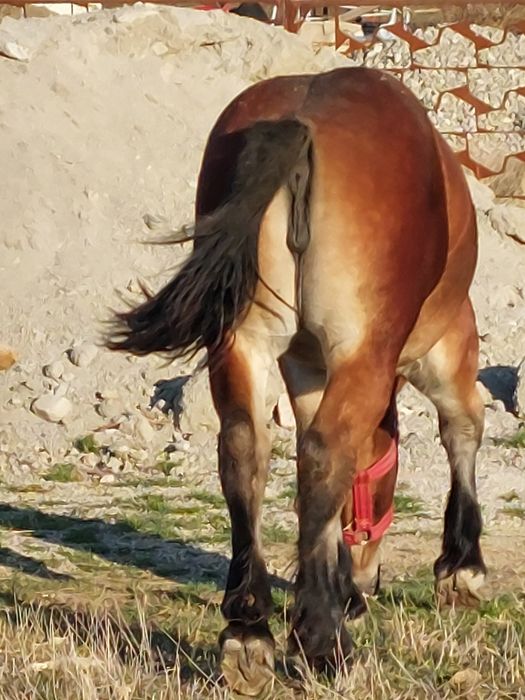 Vand mânza murga de noua  luni