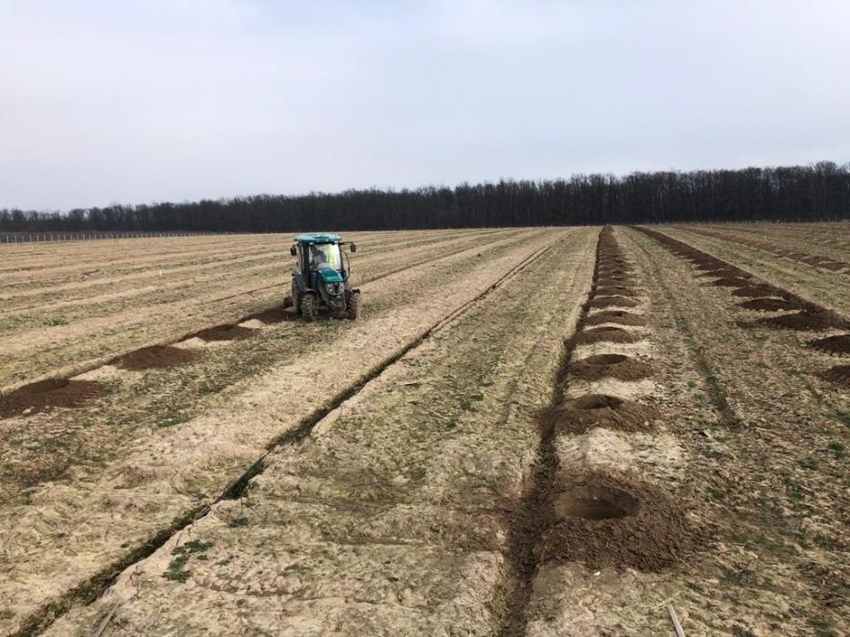 Înființăm Plantații Pomicole ! Furnizăm Plantele Dumneavoastră de Alun