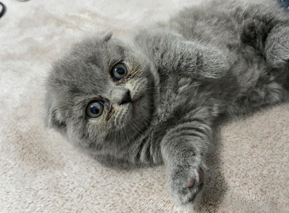 Pisici scottish/british