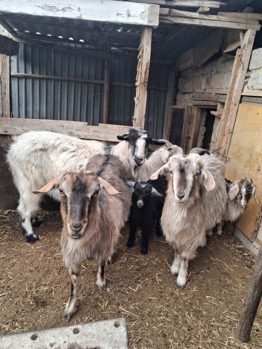 Ешкілер сатылады