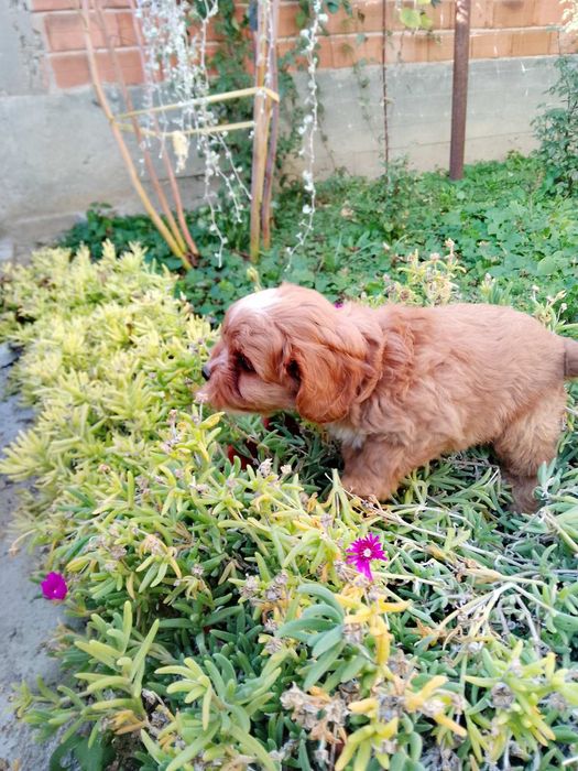 Кавапу и Кавалер Кинг Чарлз шпаньол