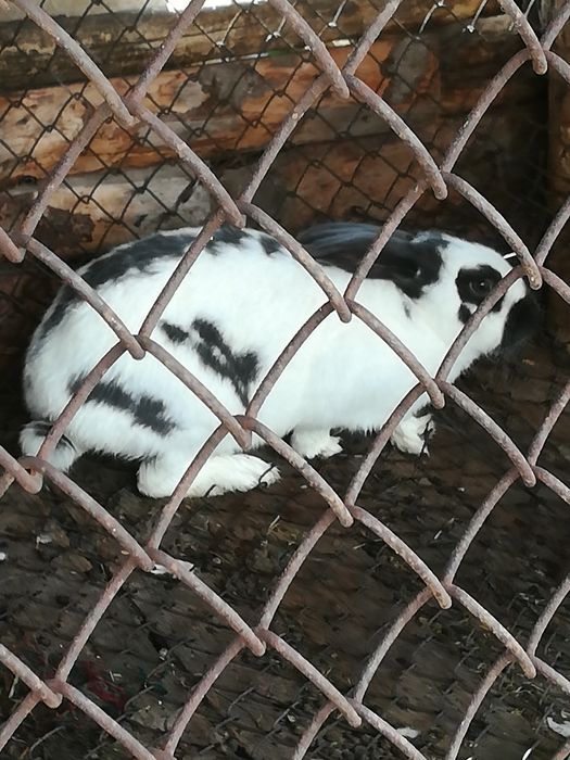 Предлагам зайци...