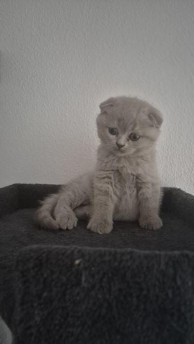 Motanel  british/ scotish