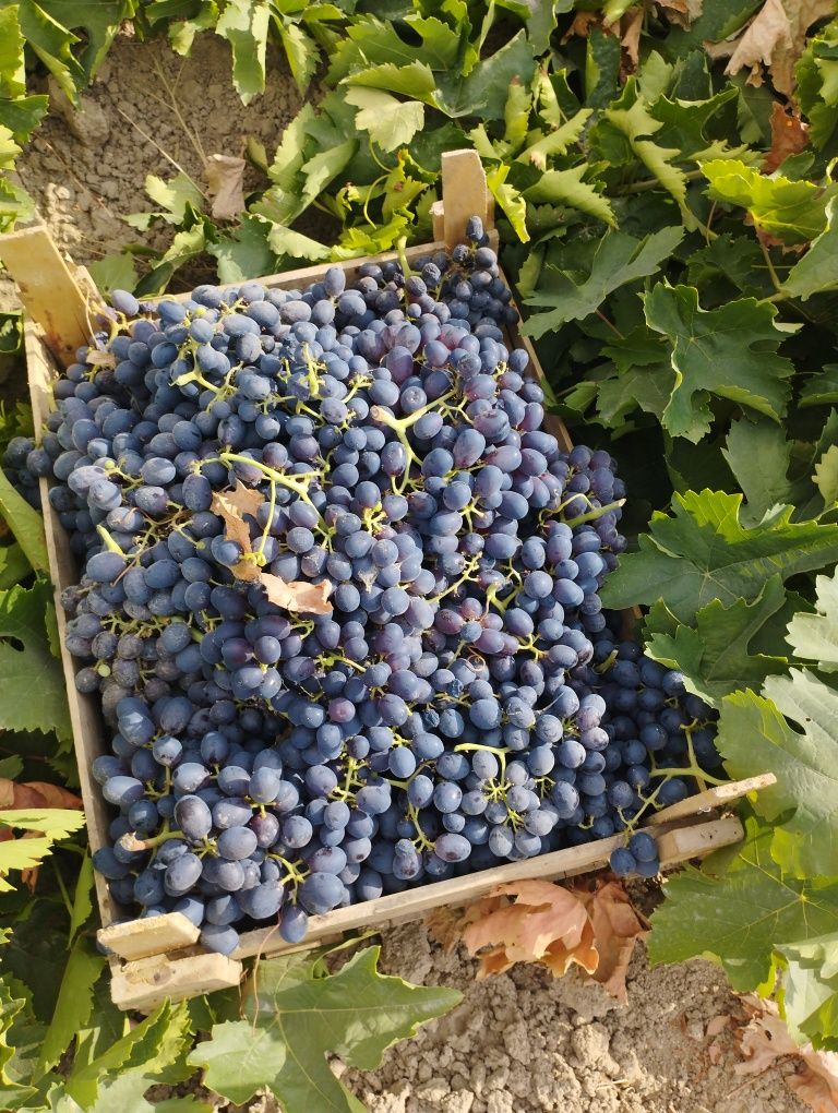Vino bob uzumlar qora va oq tozza pishgan