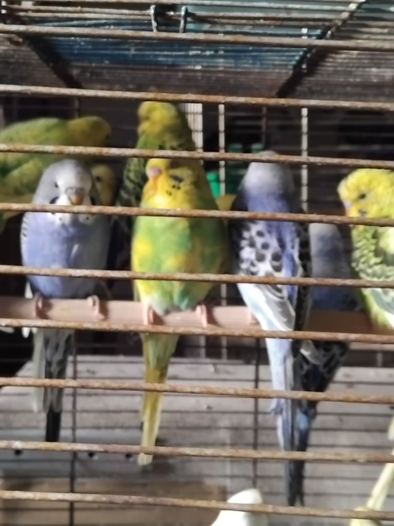 Păsări exotice de apartament