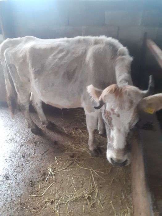 Vacă de vânzare rasă brună