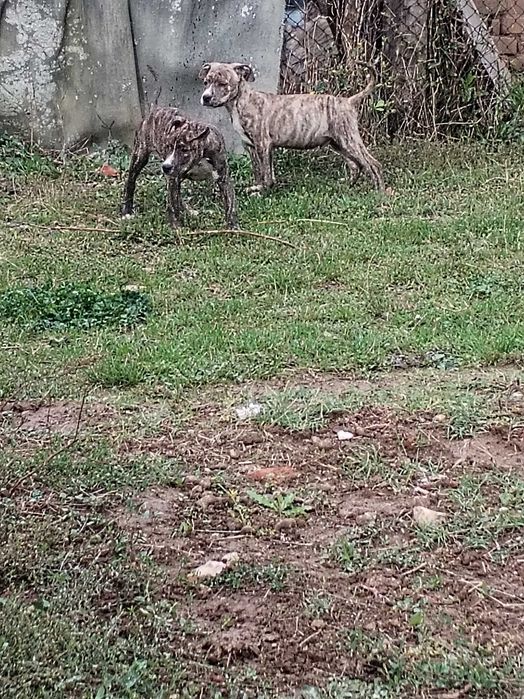 American bully 3 месеца