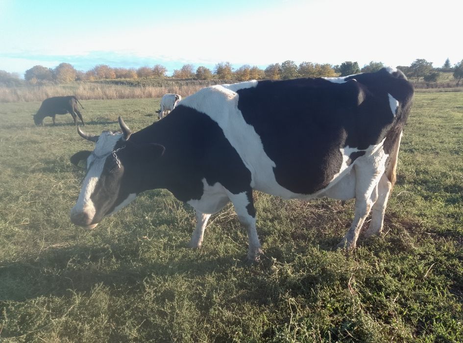 Vând vaci și vitei