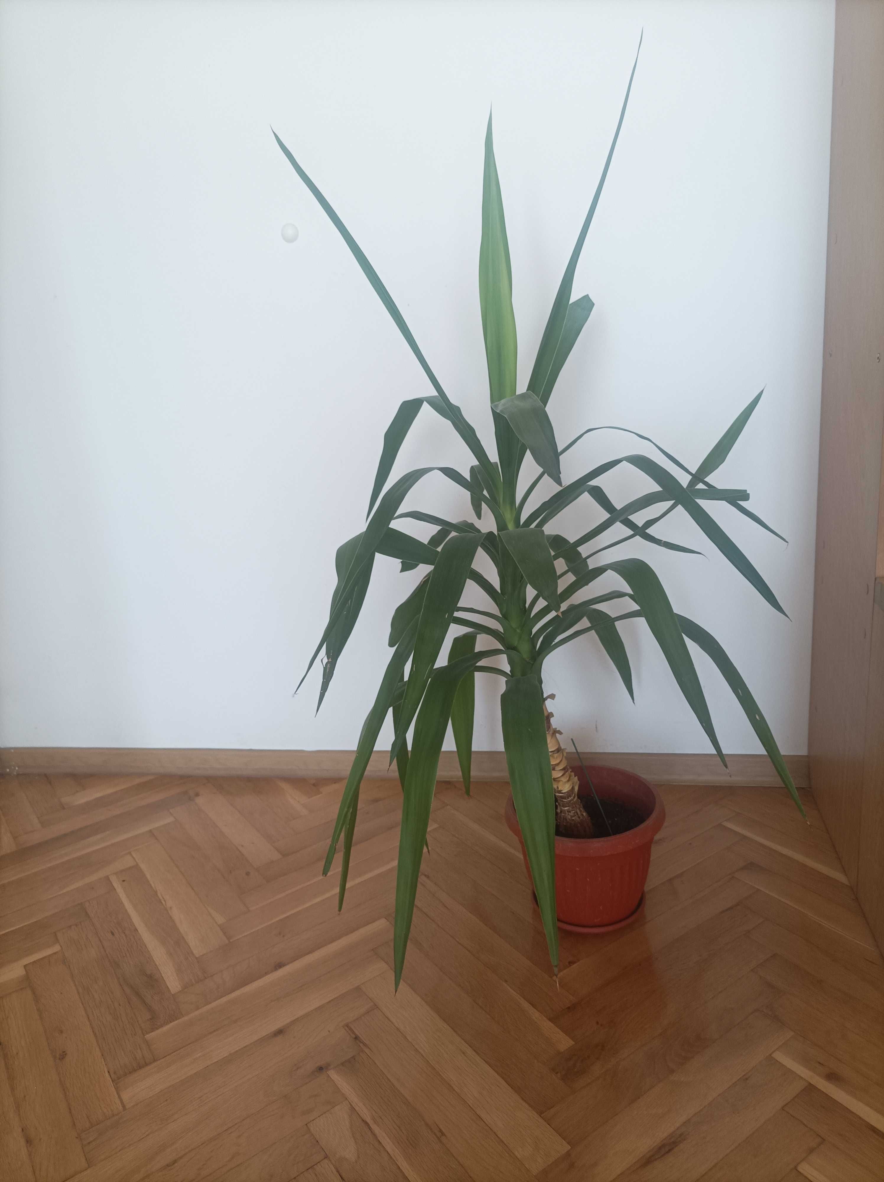 Стайно растение Юка