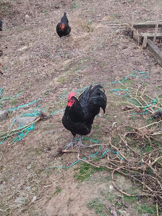 Schimb cocoș australorp negru