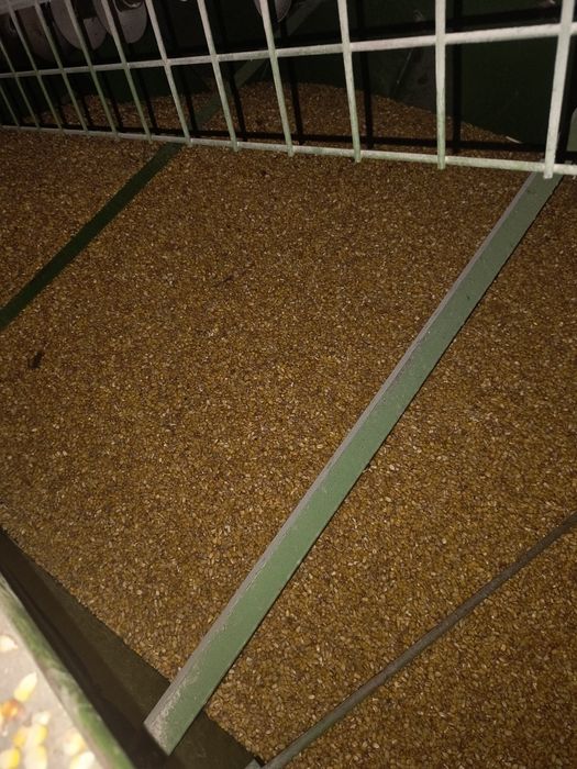 Porumb boabe , transport