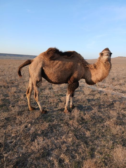 Буаз түйе сатылады