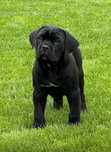 Cane Corso Italiano