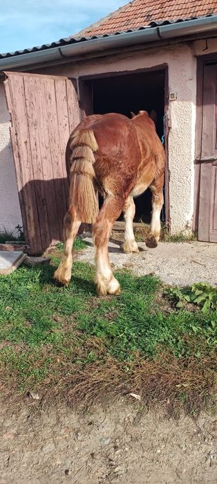 Brutus viitor armasar de 7 luni înțărcat