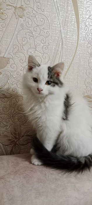 Продается кошка Породистая