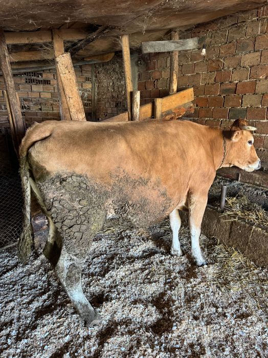 3 крави за дамазлък бартер за животни за клане