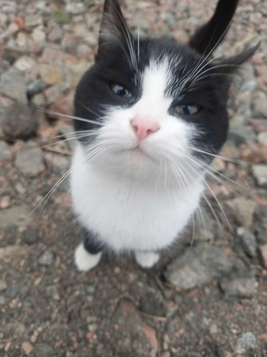 животные, кошечка