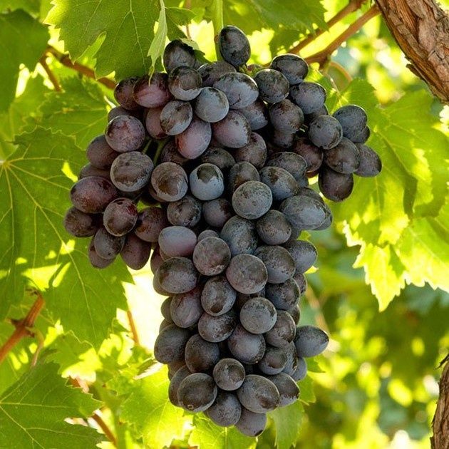 Vita te vie nobila de masa fara samburi