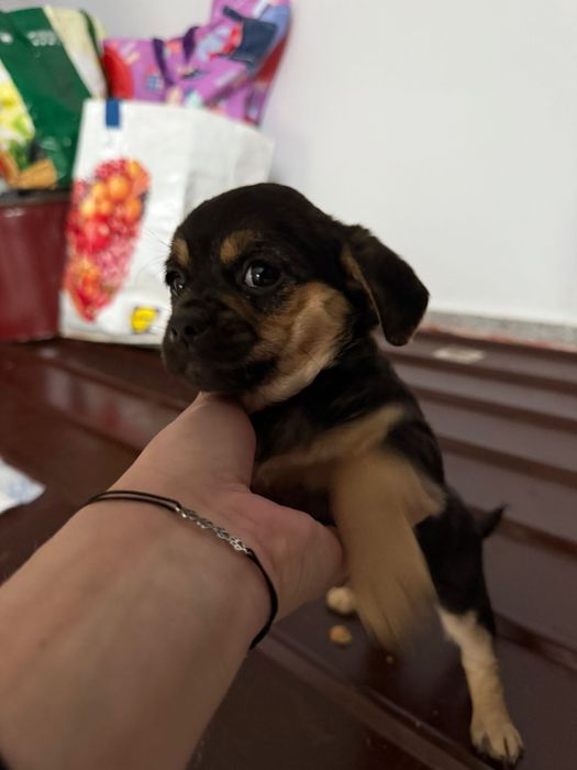 Donez 10 pui pichinezi din doua femele pichineze