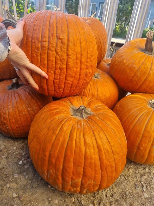 Vand dovleci de halloween si ornamentali.