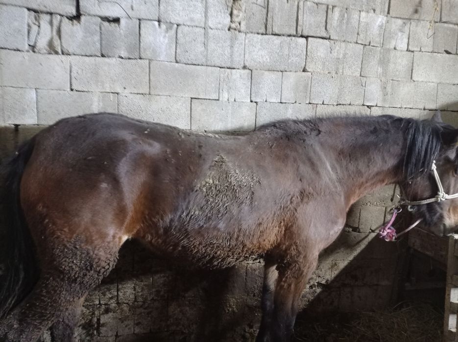 Продам Лошадь на согым