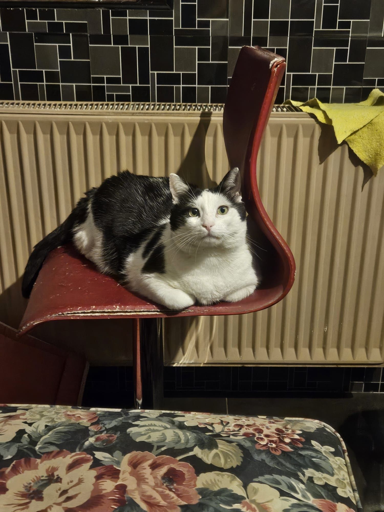 Adoptie motan castrat Hellas