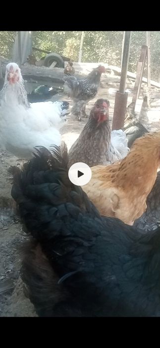 Продаются яйца курей брама 2500 сум