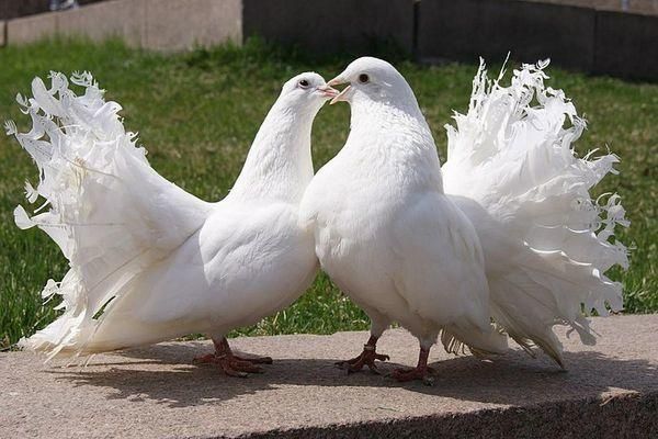 Циркачи у вас гостях звоните или пишите