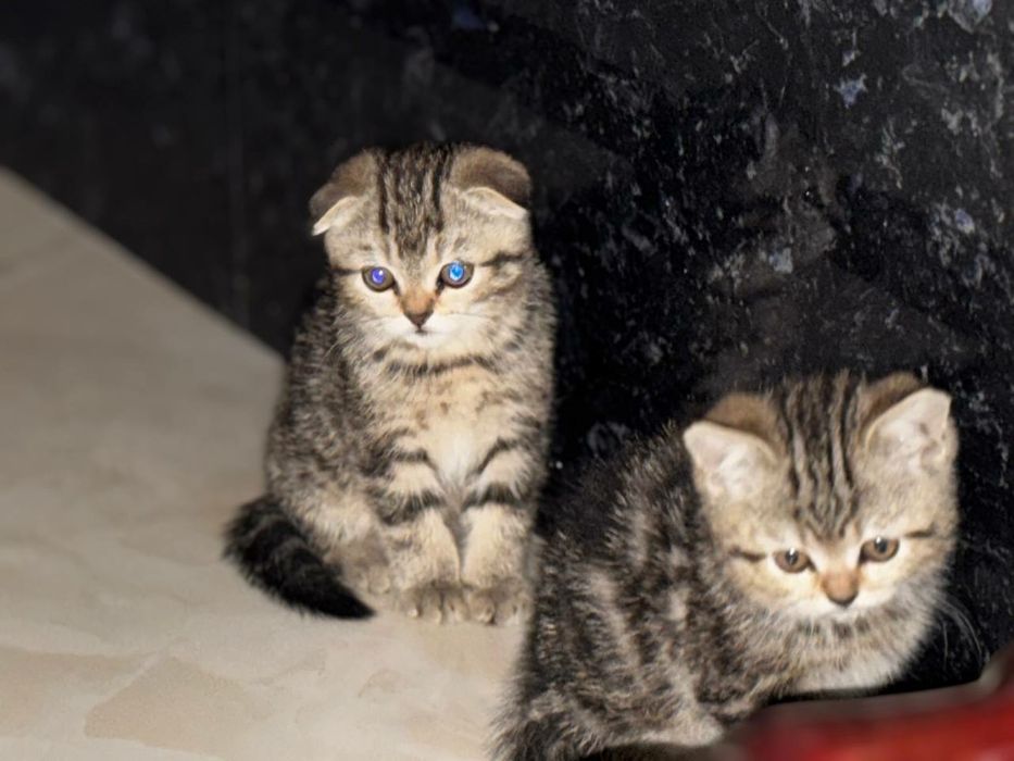 Пародистые котята