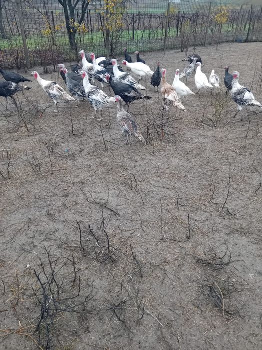 Vând curcani și curci românești