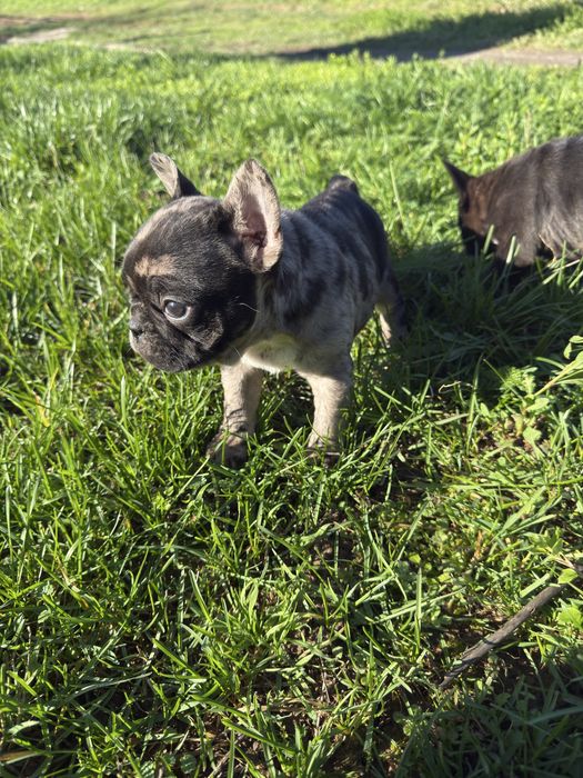 Малки Кученца / Френски Булдог