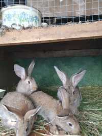 Vând iepuri vaccinați