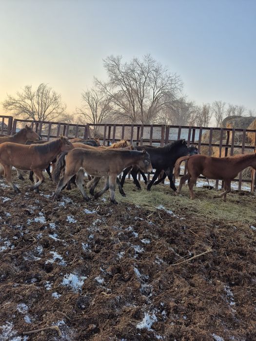 100 бас жабағы сатылады